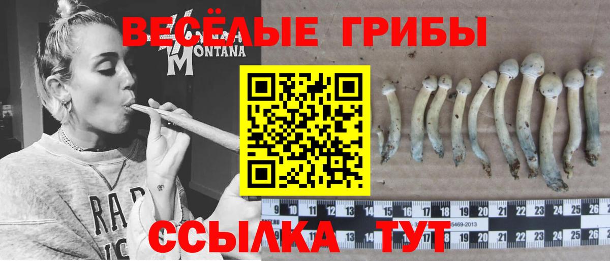 Краснознаменск  наркотики  Вход с VPN  Псилоцибиновые грибы мицелий 